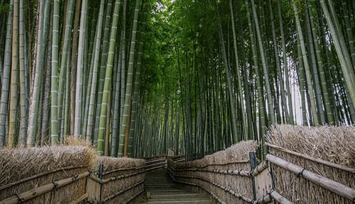 La bambouseraie d'Anduze