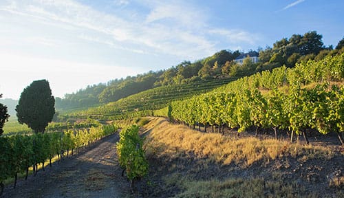 Les vignobles de la Loire