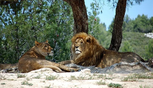 La réserve de Sigean