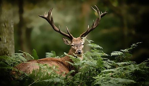 Les cerfs de Sologne